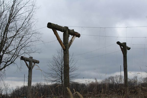 3 Cross Vegetable Garden