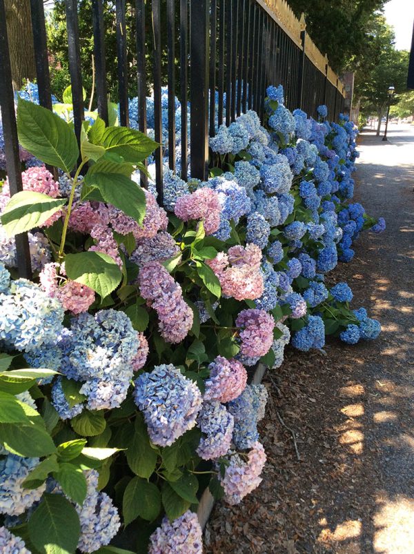 Hydrangeas