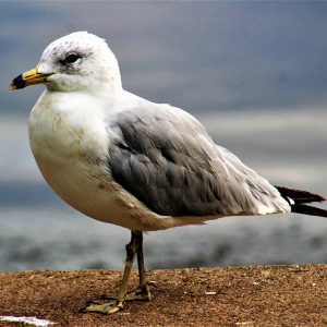 Seagul