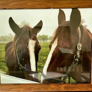 Horse Talk