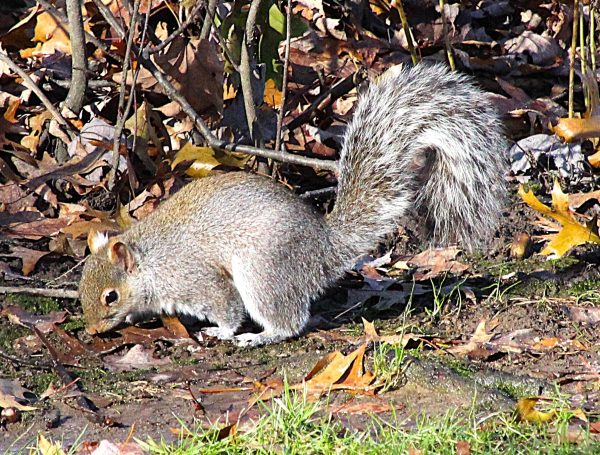 Mr. Squirrel