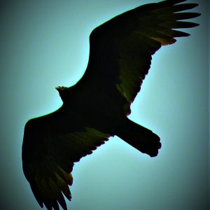 Hawk