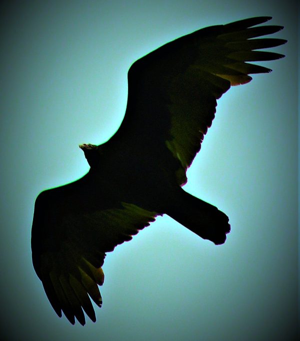 Hawk
