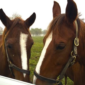 Horse Talk Jpg