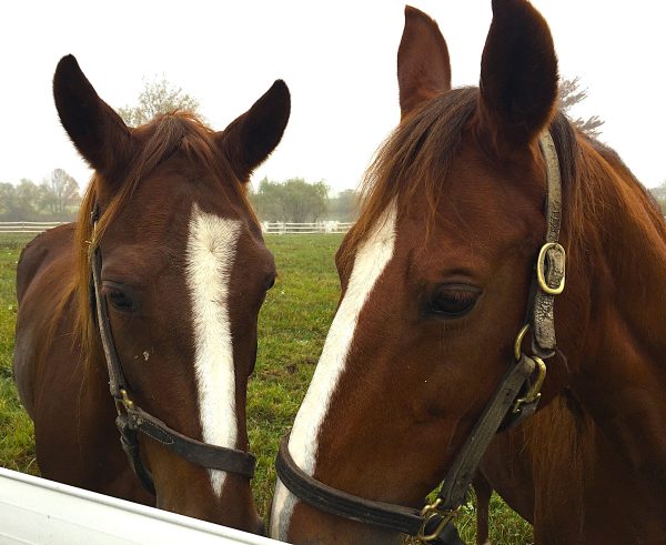 Horse Talk Jpg