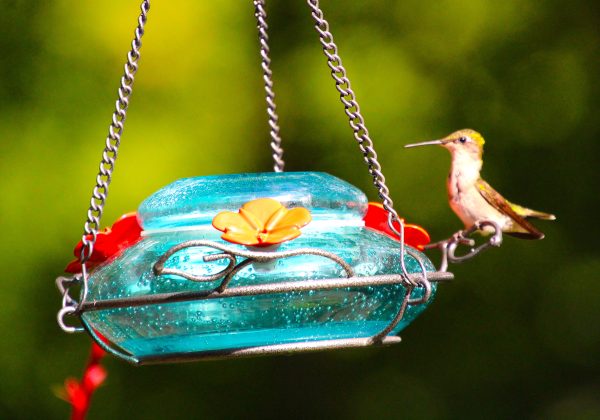 Humming Bird
