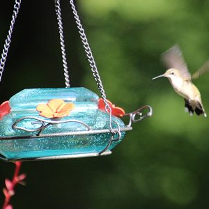 Humming Bird Humming