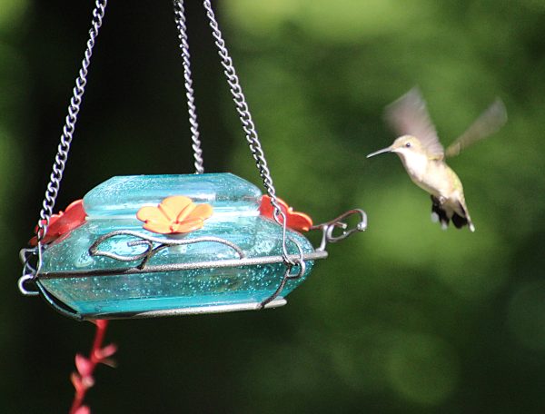 Humming Bird Humming