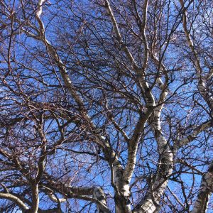 Intertwined