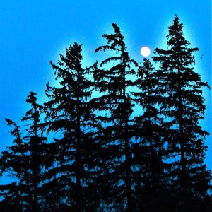 Moon Trees Jpg