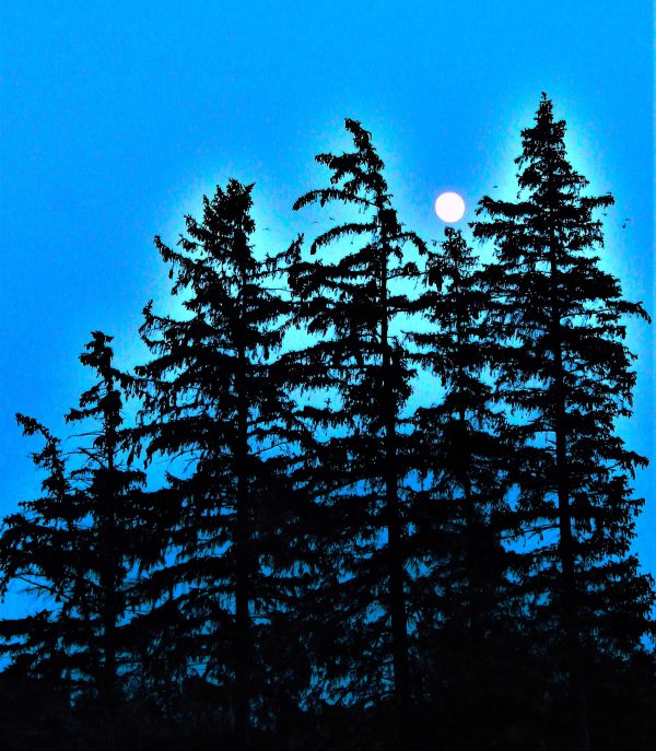 Moon Trees Jpg