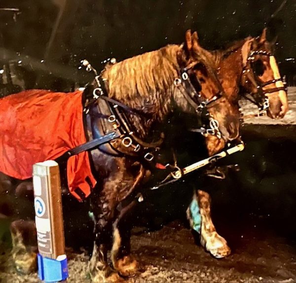 Night Horses