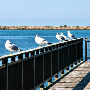 Seagulls On Vacation