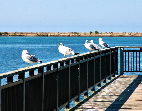 Seagulls On Vacation
