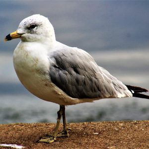 See Gull