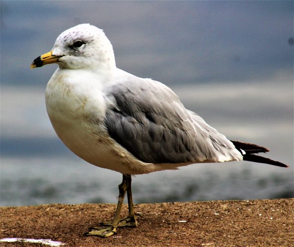 See Gull