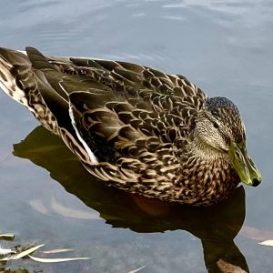 She Duck
