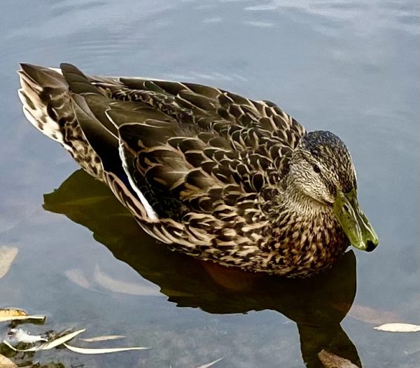 She Duck