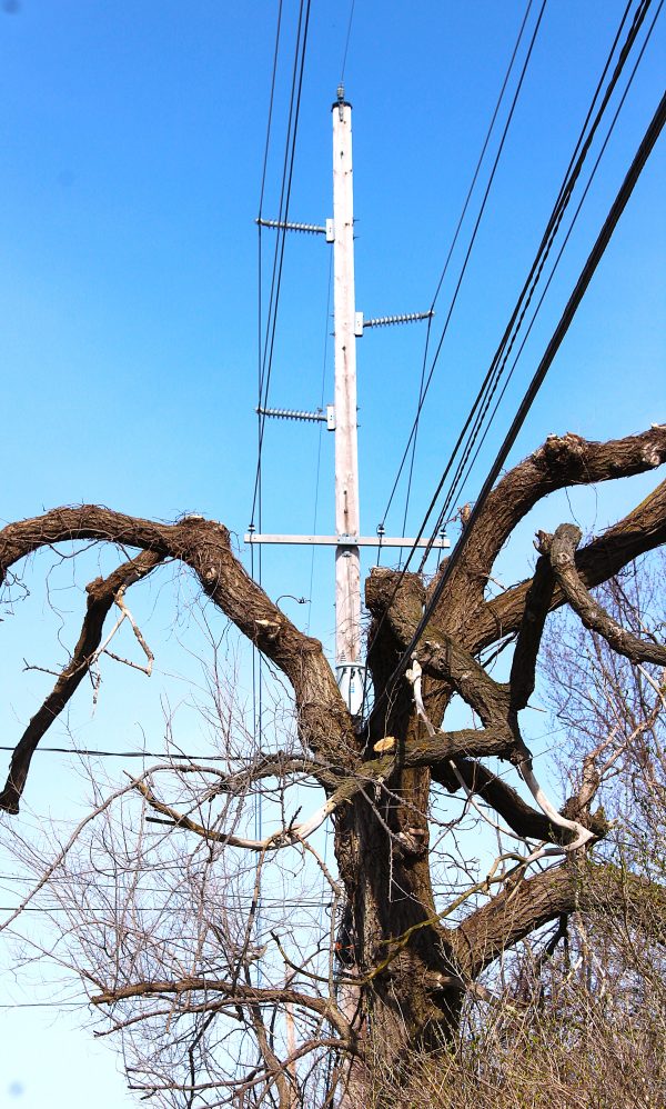 Tree Porn