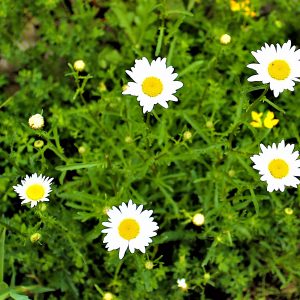 White Lake Flowers