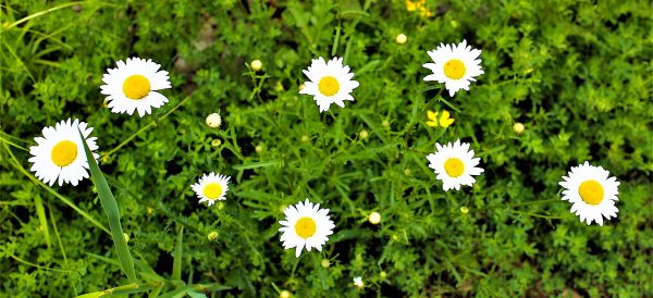 White Lake Flowers