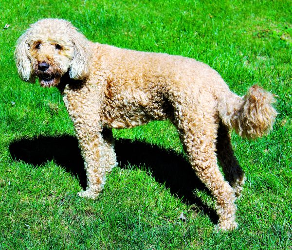Willow