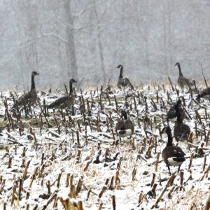 Winter Geese