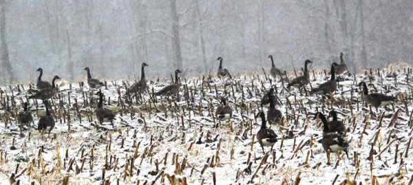 Winter Geese