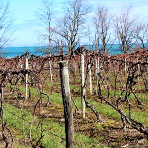 Fall Vines On Erie