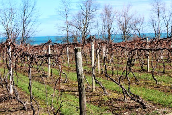 Fall Vines On Erie