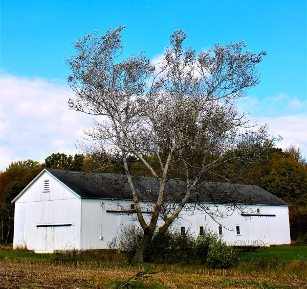 Barn And Tree