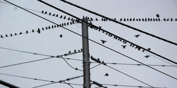 Birds On Wires