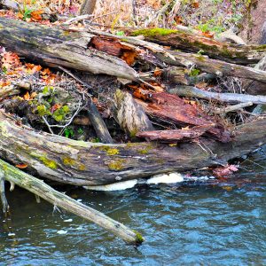 Driftwood