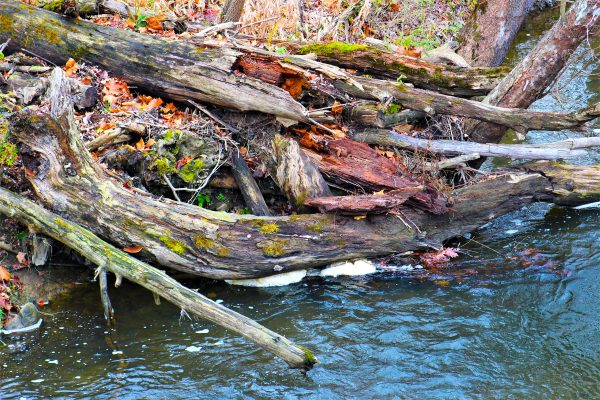 Driftwood