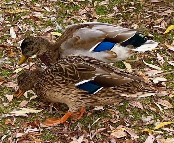 Duck Lunch