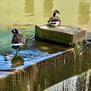 Duck Rest