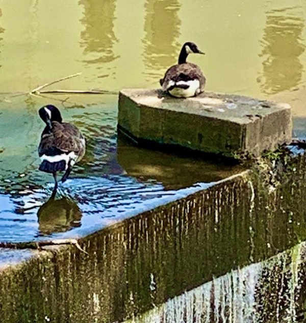 Duck Rest