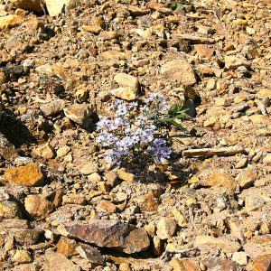 Flower In The Desert