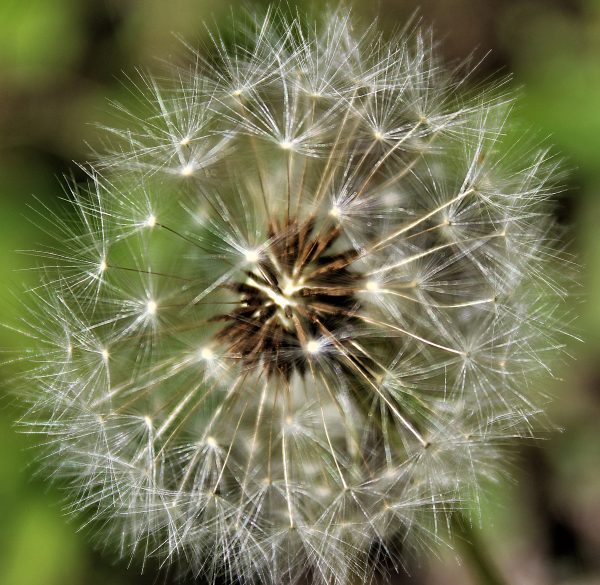 Fluff
