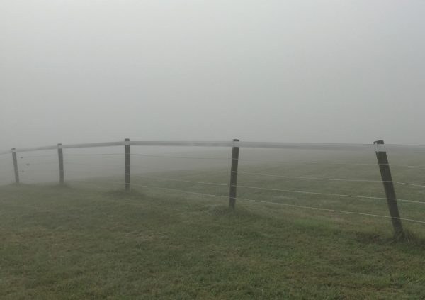 Fog Fence Jpg