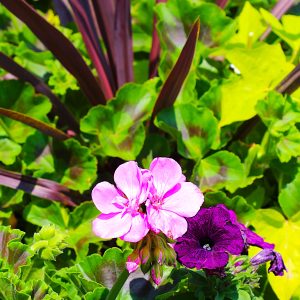 Good Violet