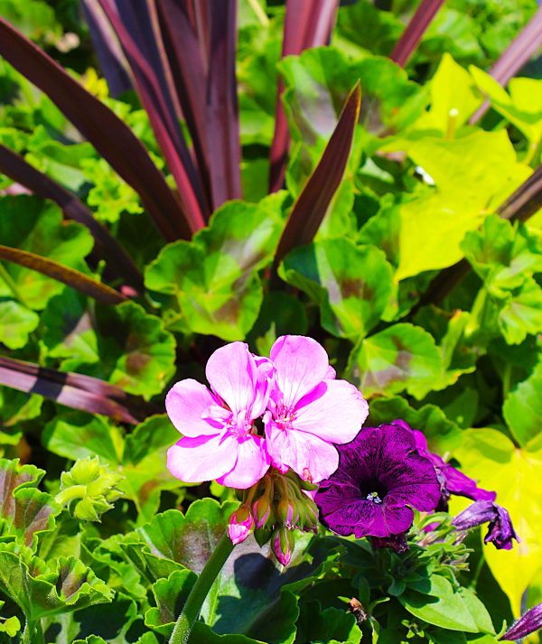 Good Violet