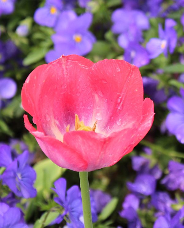 Good Flower