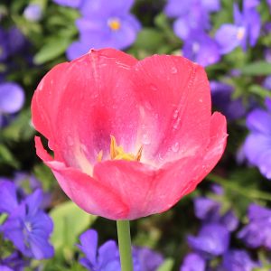 Great Flower